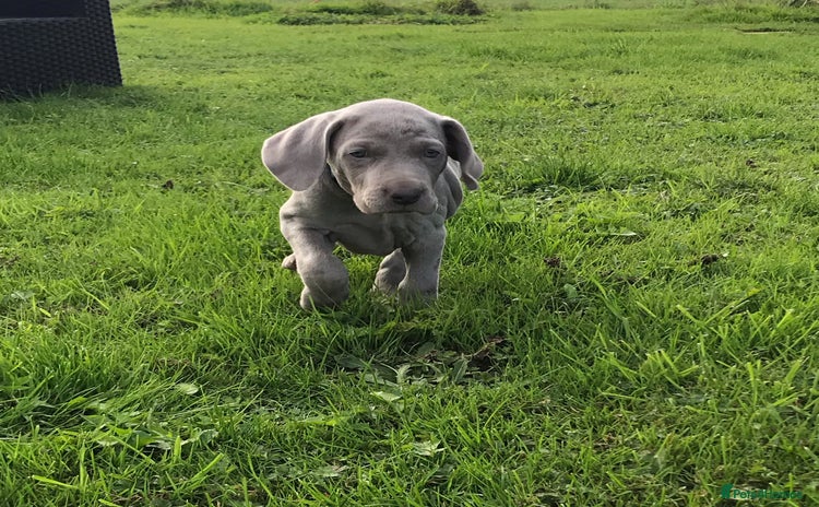 Weimaraner dogs - Advert 2