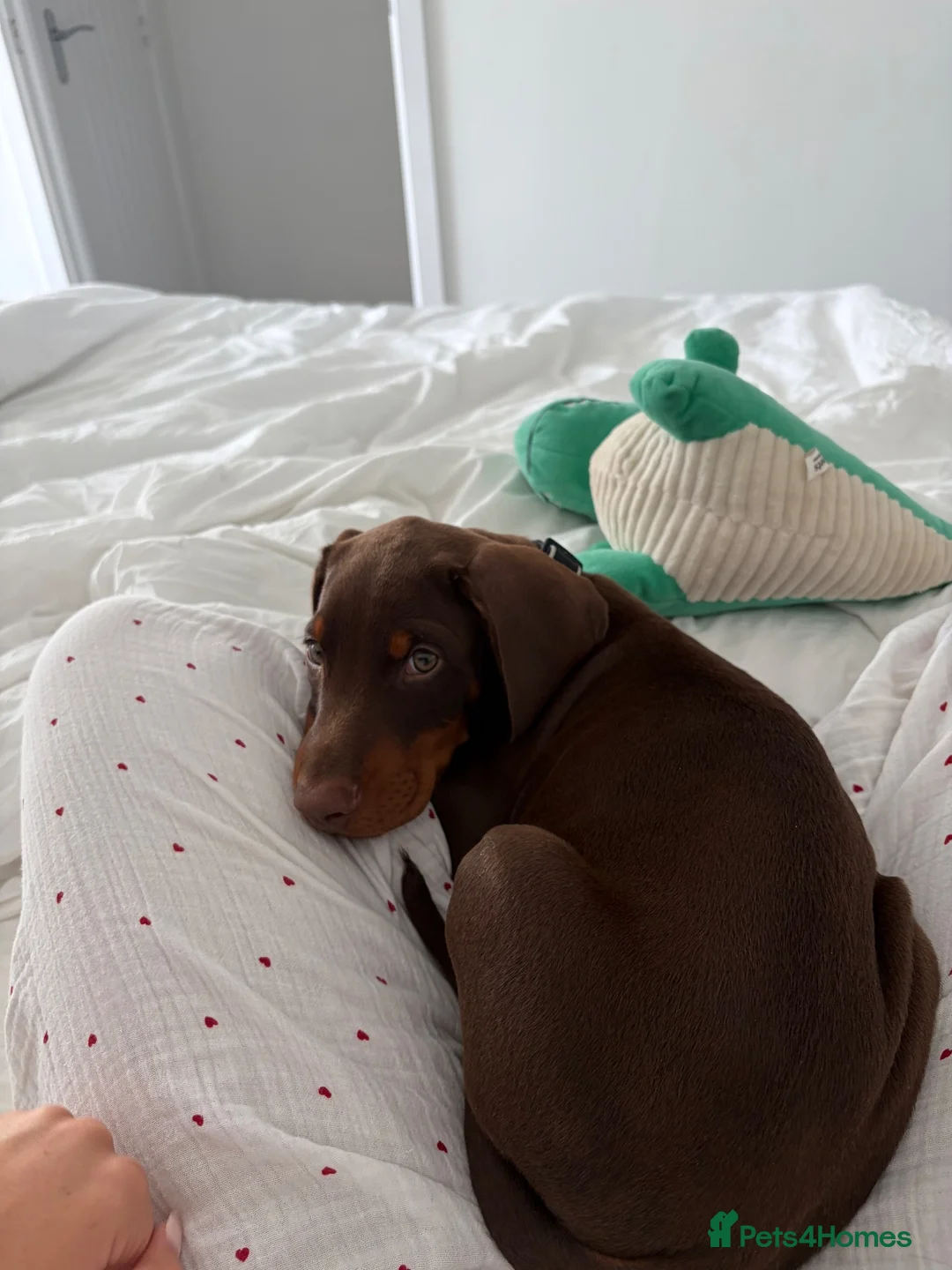 Dobermann dogs for sale: KC Registered Dobermann Puppy – 9 Weeks in Chatteris - Advert 2