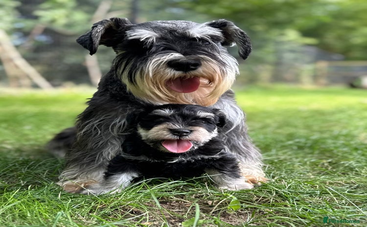 Miniature Schnauzer dogs - Advert 1
