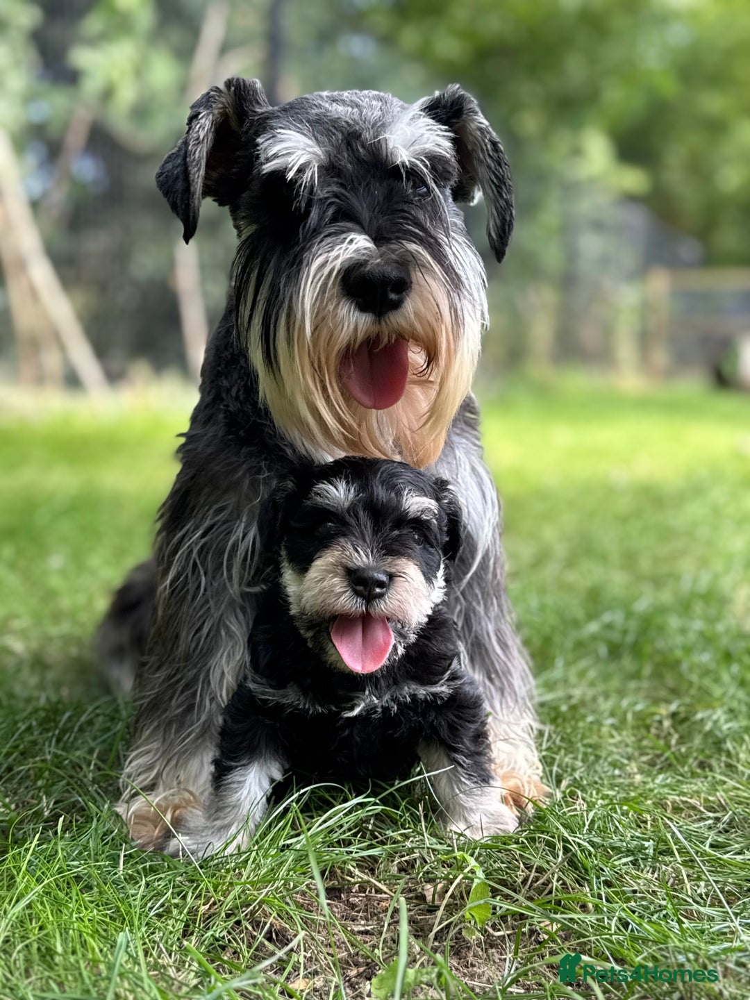 Miniature Schnauzer dogs for sale: Superb mini schnauzer, extensively health tested - Image 1