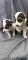 Jack Russell dogs - Advert 10