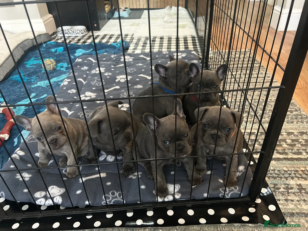 French Bulldog dogs for sale: Kc registered girl ready to go now - Advert 19