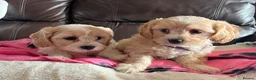 Cavachon dogs for sale: Cavachon puppies  - Advert 3
