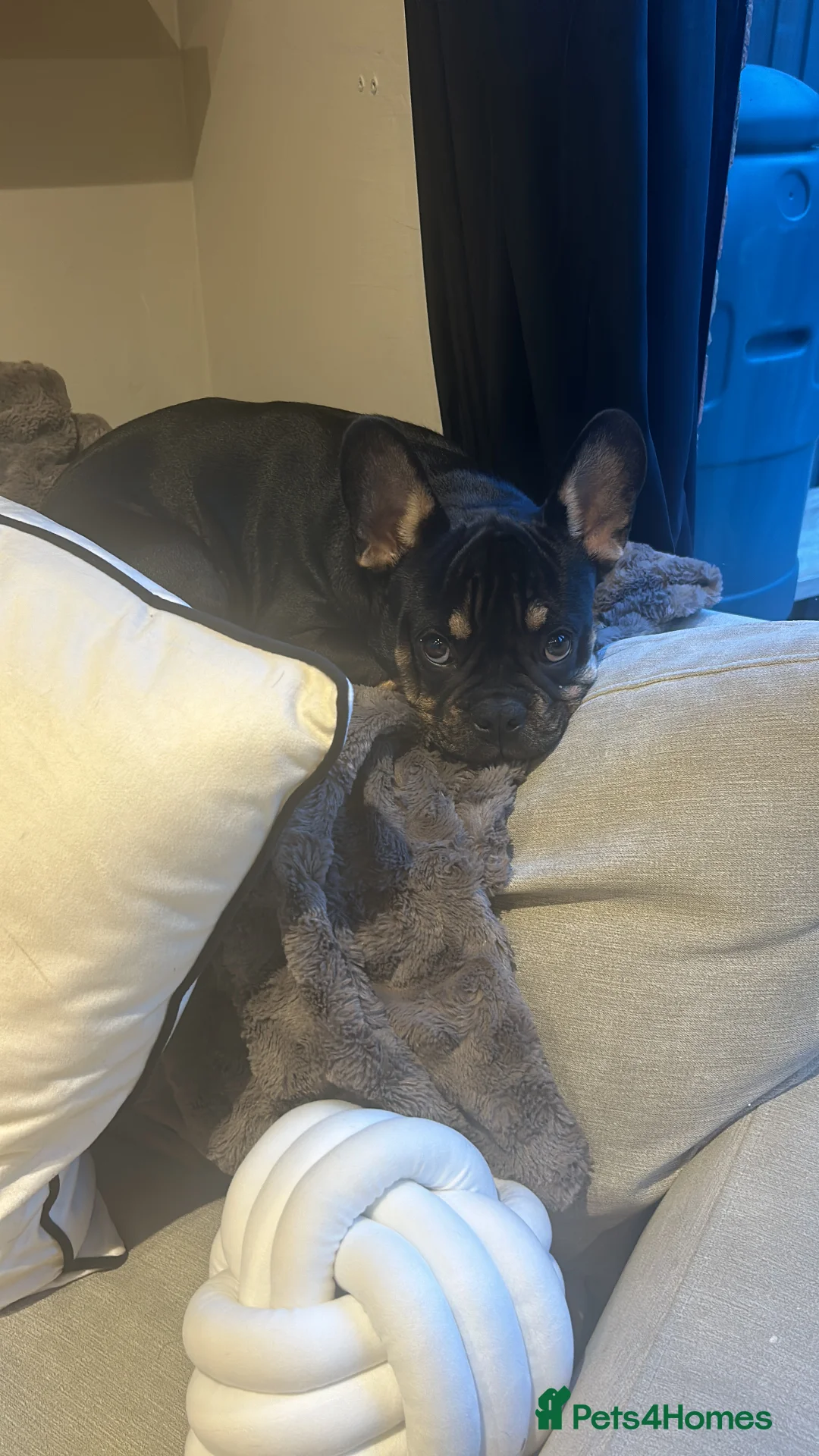 French Bulldog dogs for sale: Black and Tan French Bulldog in Aldershot - Advert 16