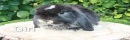 Mini Lop rabbits for sale: Pure bred mini lop baby rabbits  - Advert 2