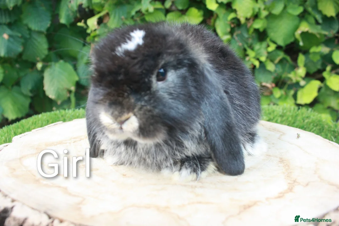 Mini Lop rabbits for sale: Pure bred mini lop baby rabbits  - Advert 2