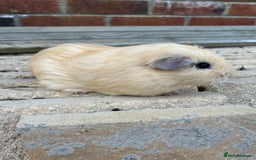 Guinea Pig rodents for sale: Female guinea pigs  - Image 4
