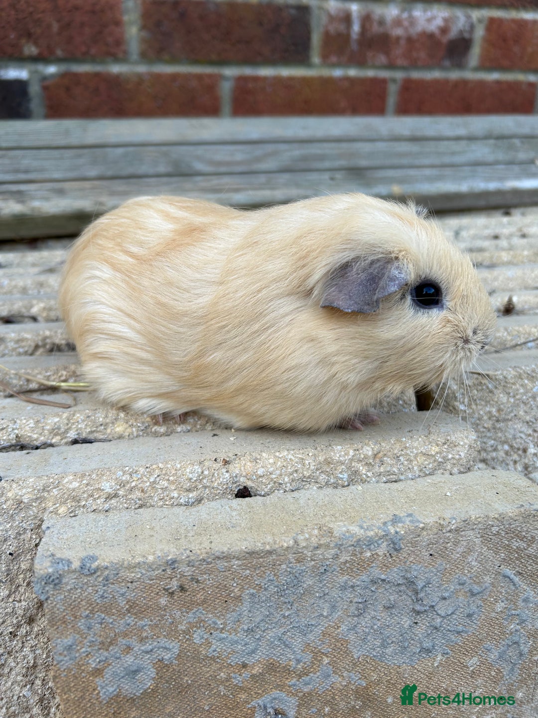 Guinea Pig rodents for sale: Female guinea pigs  - Image 4