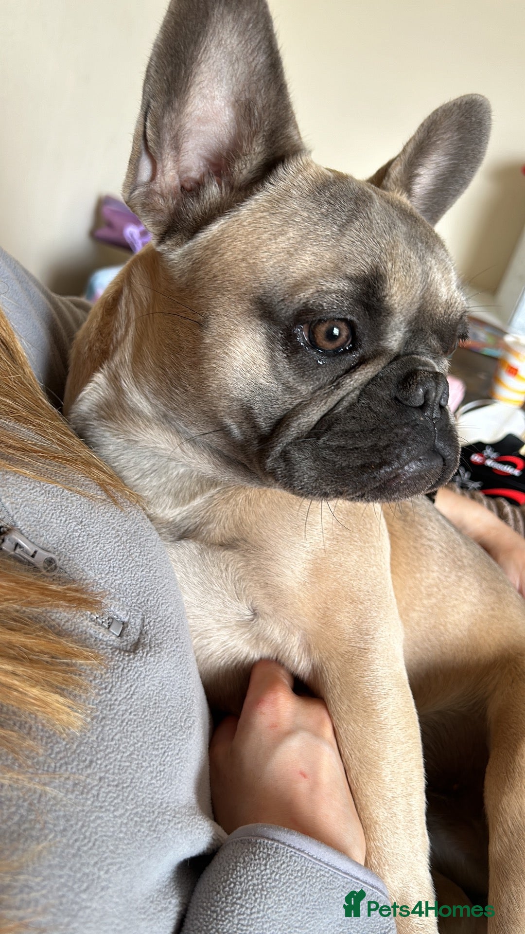 French Bulldog dogs Beautiful French Bulldog - Advert 14