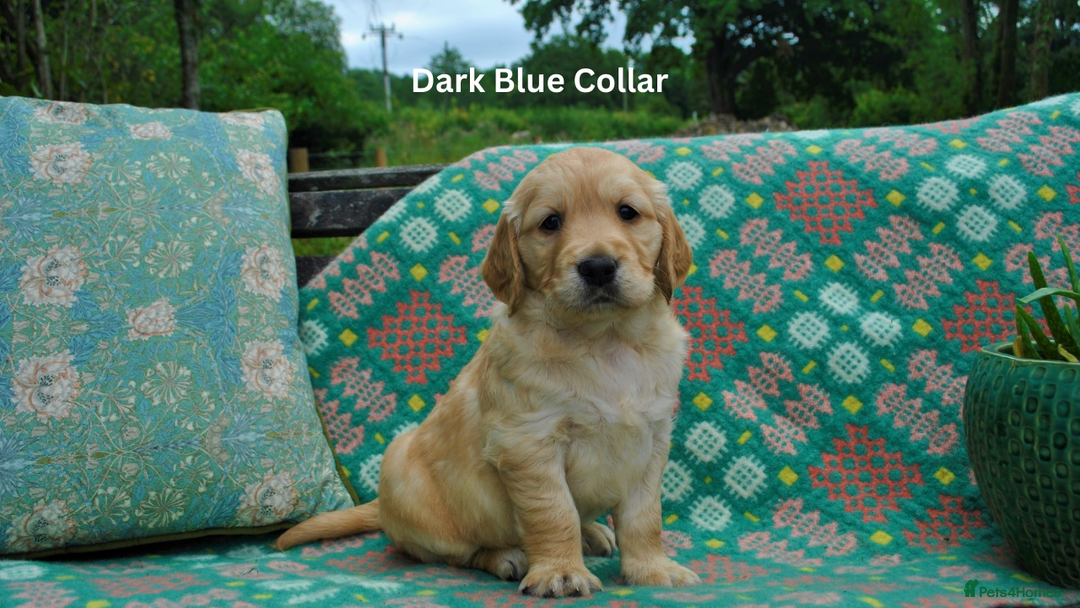 Golden Retriever dogs for sale: 🐾 KC Registered Golden Retriever Puppies 🐾 - Image 15