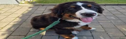 Bernese Mountain Dog dogs for sale: Bernese Mountain Dog Looking for a Loving Home  in Olney - Advert 5