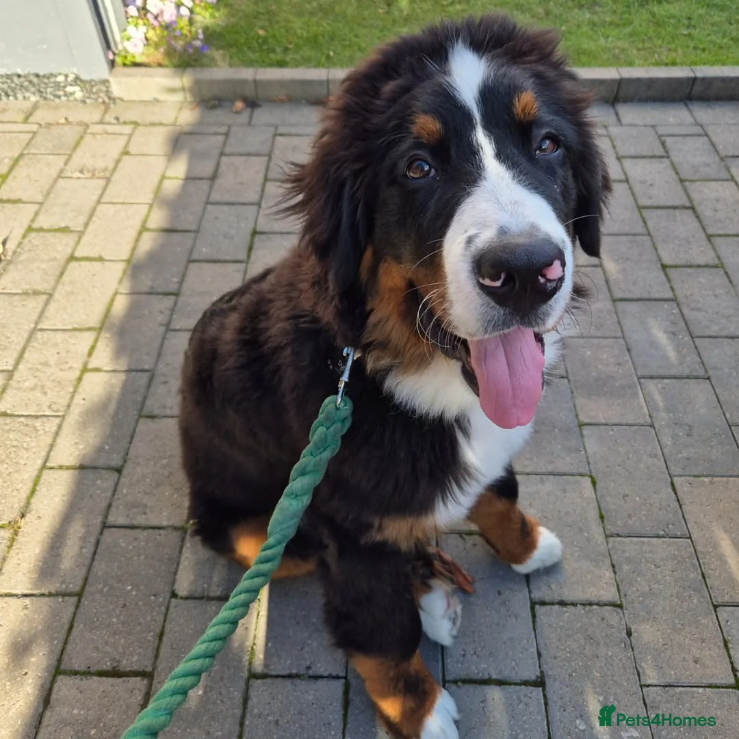 Bernese Mountain Dog dogs for sale: Bernese Mountain Dog Looking for a Loving Home  in Olney - Advert 5