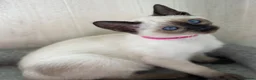Siamese cats for sale: GCCF Registered Traditional Siamese Kittens  - Advert 11