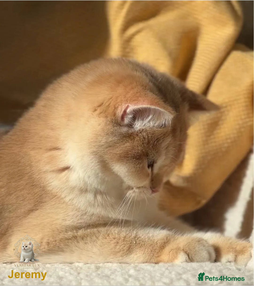 British Shorthair cats for sale: Vlastar Lux Jeremy - BSH black golden chinchilla - Advert 4