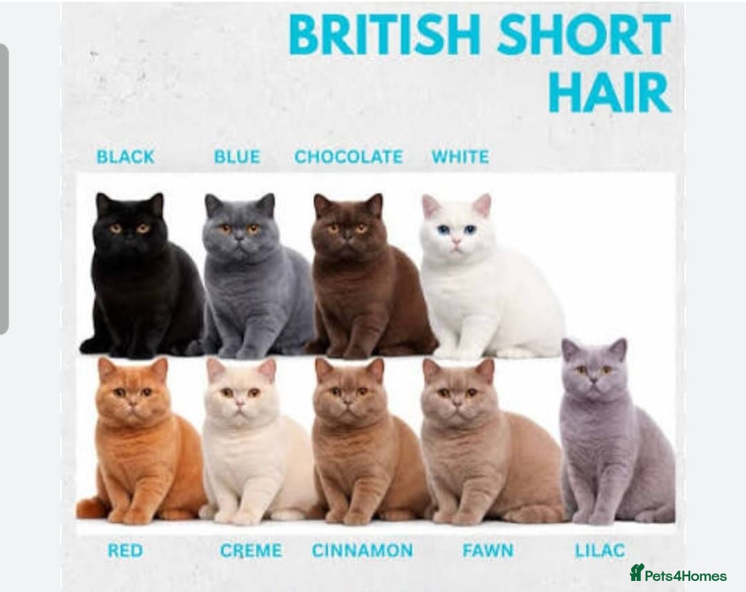 British Shorthair cats British short hair kittens  - Advert 2