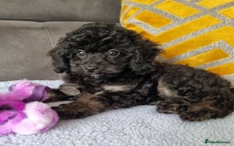 Cockapoo dogs for sale: Fully Vaccinated, Adorable small Cockapoo puppies - Image 19