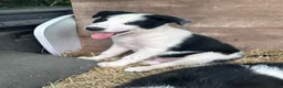 Border Collie dogs for sale: Beautiful border collie puppies for sale  - Advert 7