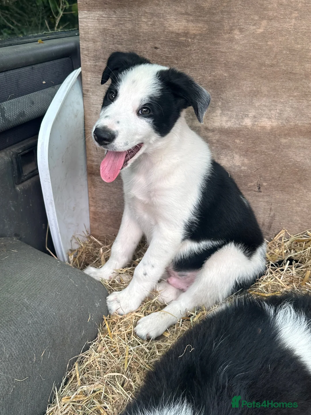 Border Collie dogs for sale: Beautiful border collie puppies for sale  - Advert 7