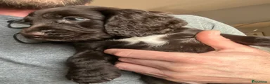 Cocker Spaniel 6