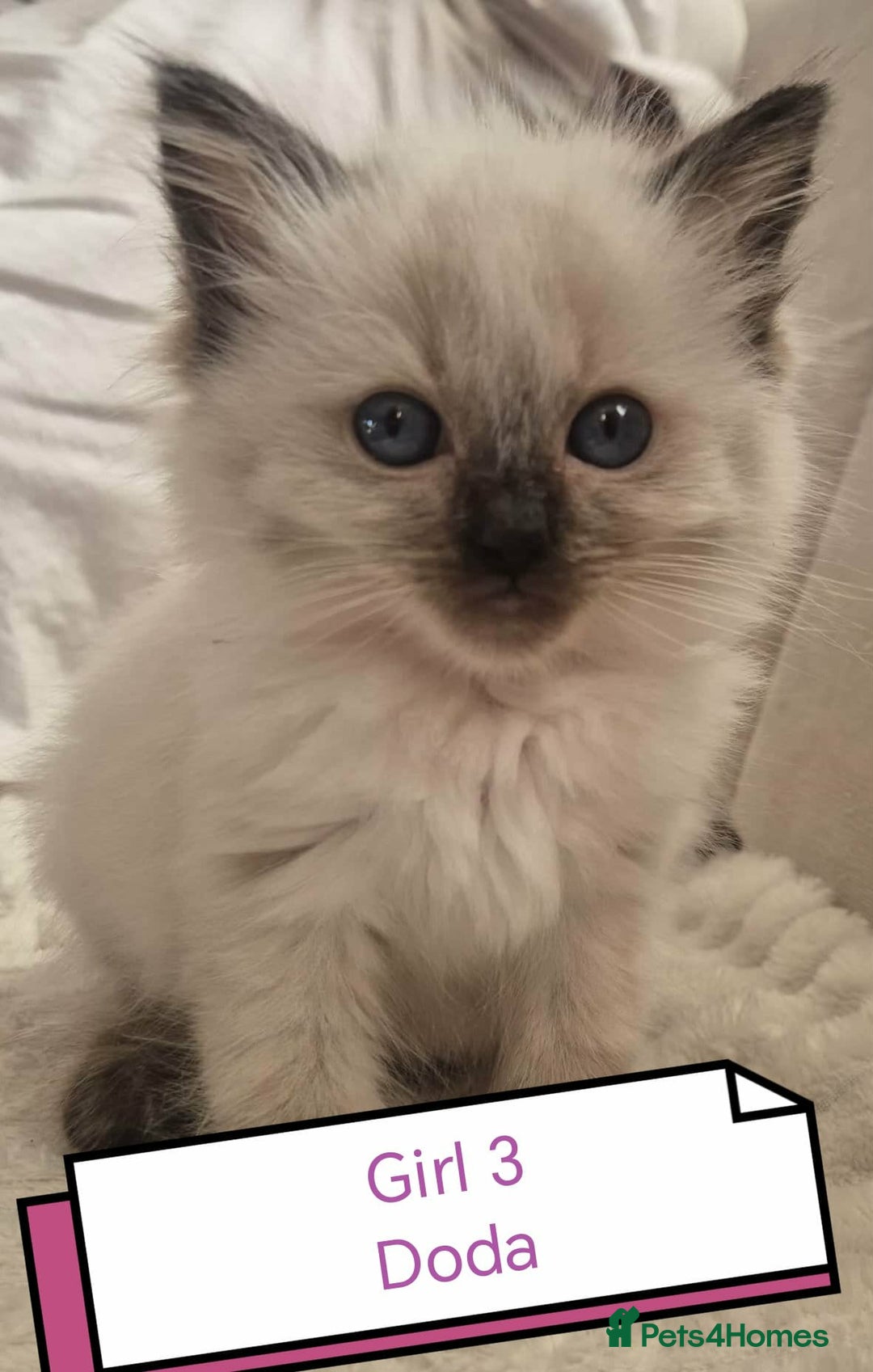 Ragdoll cats for sale: Beautiful ragdolls  - Advert 6