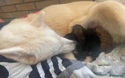Mixed Breed dogs for sale: Malkita puppies 4 boys  - Image 14