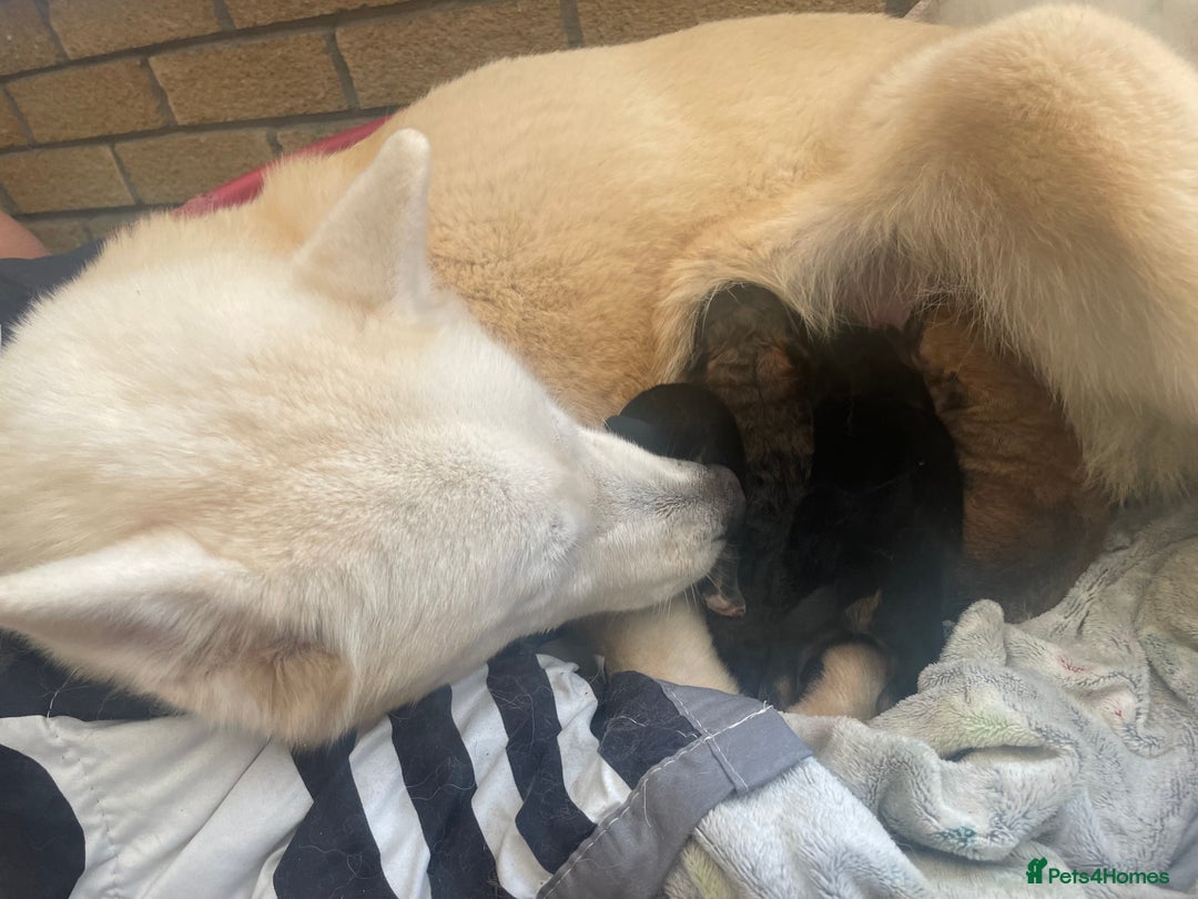 Mixed Breed dogs for sale: Malkita puppies 4 boys  - Image 14