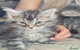 Siberian cats for sale: Hypoallergenic Traditional Siberian kittens  - Image 5
