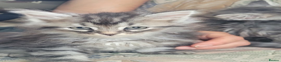Siberian Kitten 5