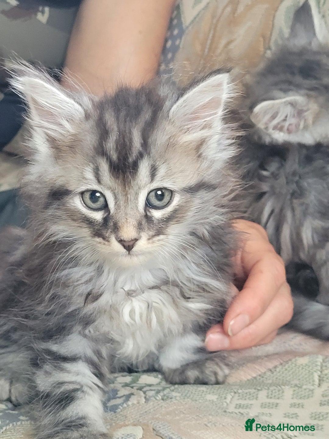 Siberian cats for sale: Hypoallergenic Traditional Siberian kittens  - Image 5
