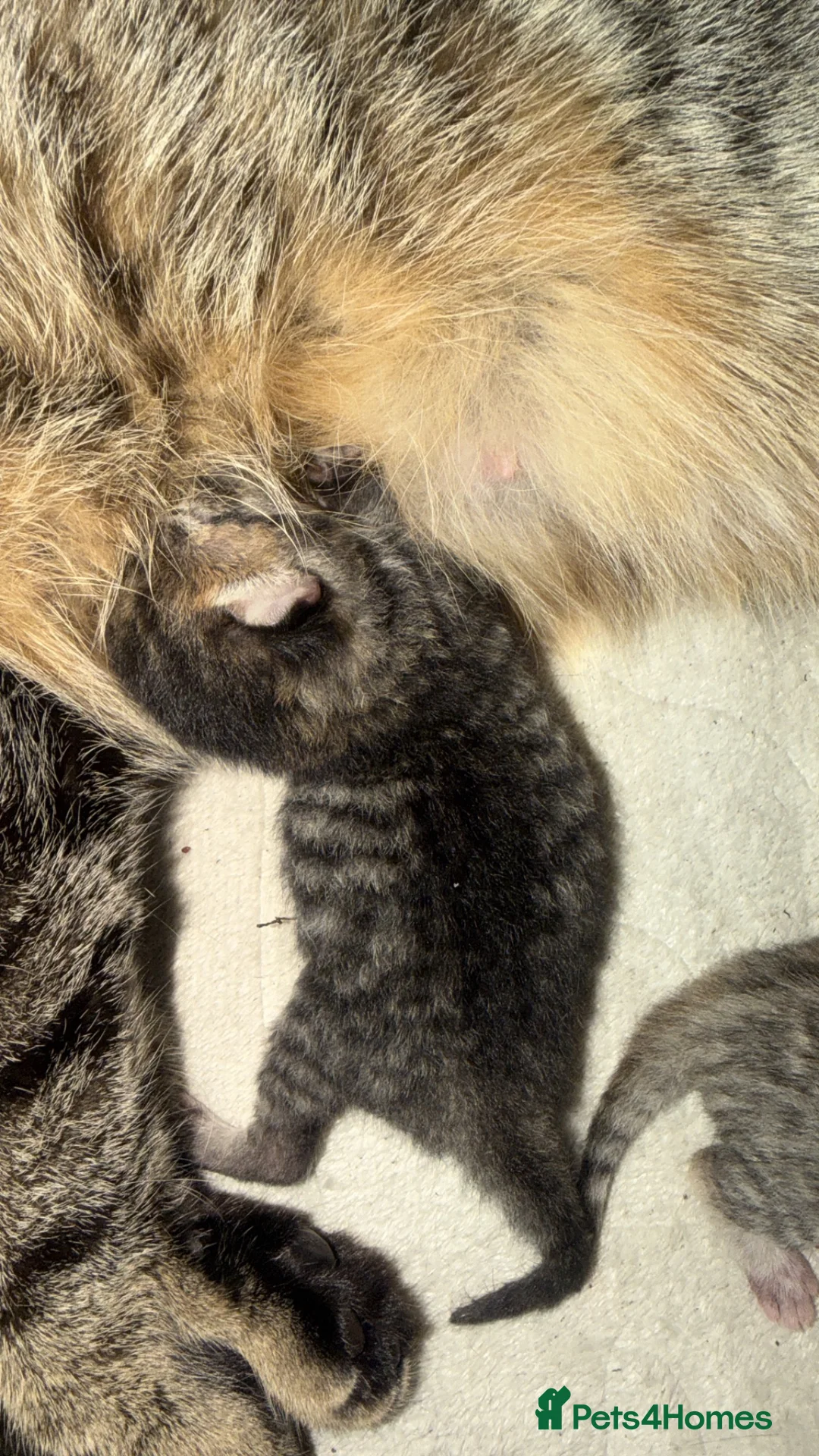 Mixed Breed cats for sale: 3 kittens  - Advert 2