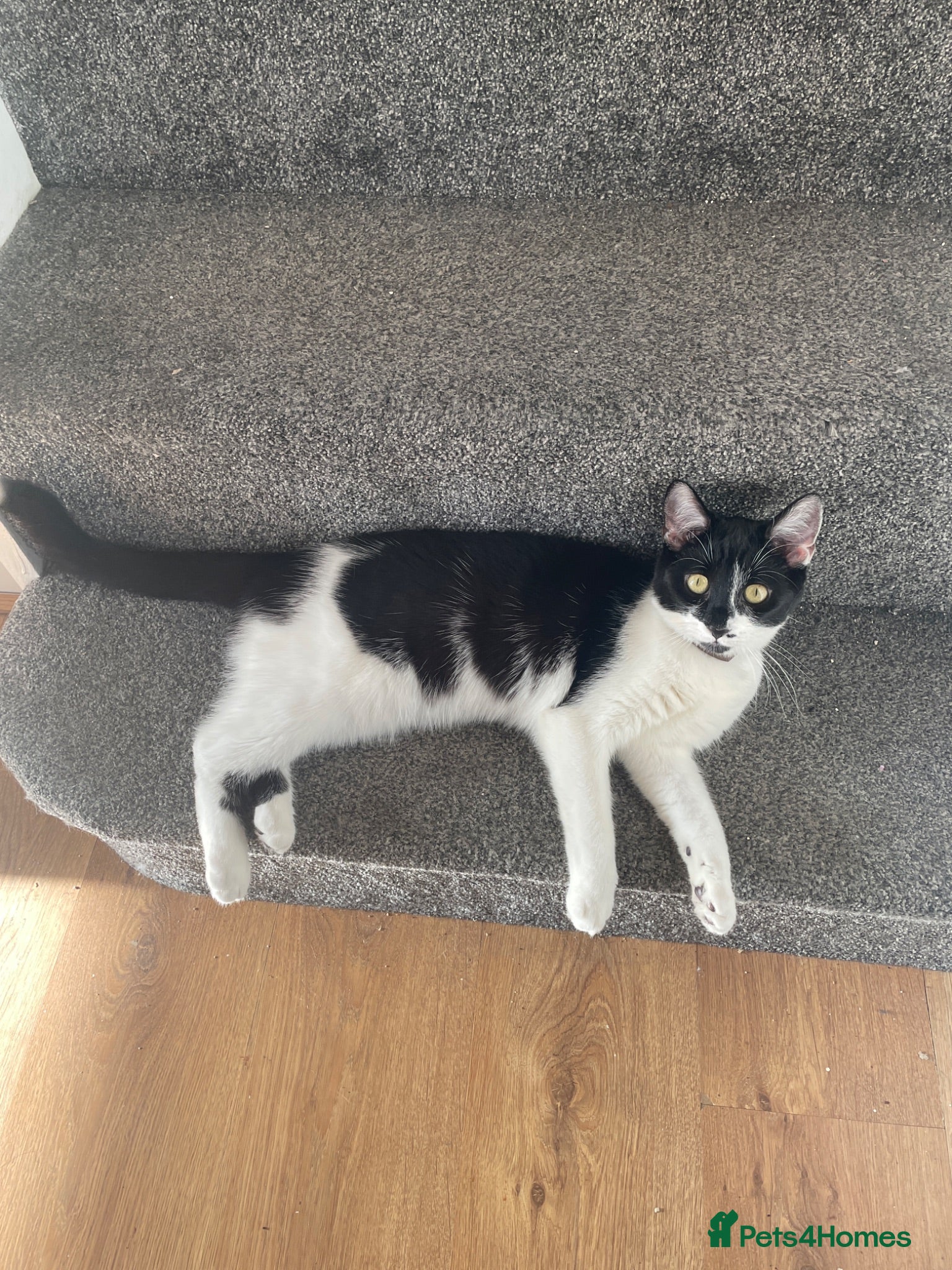 Mixed Breed cats Adorable moggy kittens ready now - Advert 1