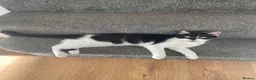 Mixed Breed cats for sale: Adorable moggy kittens ready now - Advert 1