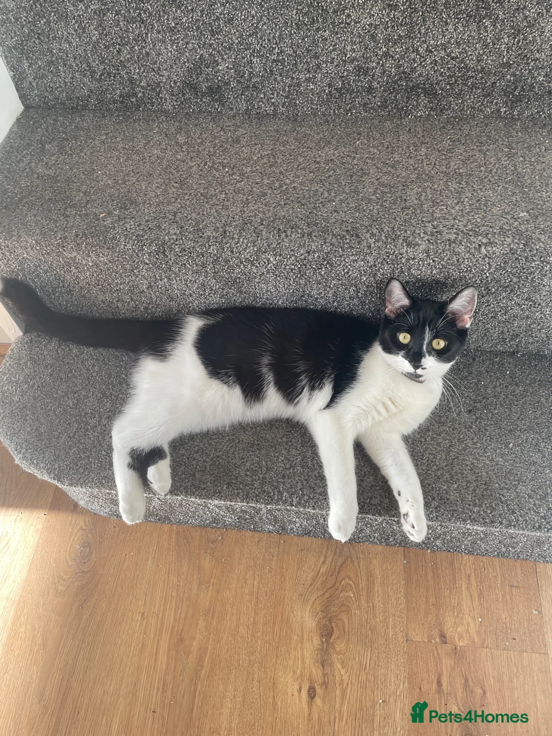 Mixed Breed cats for sale: Adorable moggy kittens ready now - Advert 1