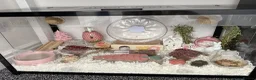 Hamster rodents for sale: Female black & White Russian dwarf hamster  - Advert 4