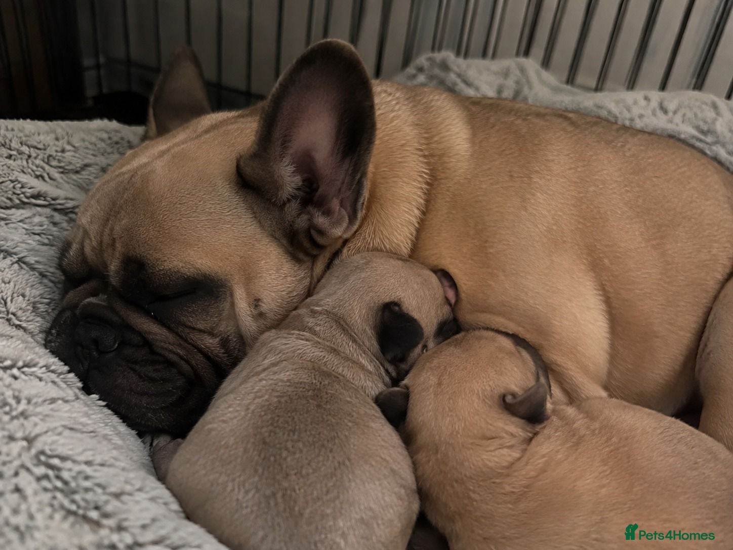 French Bulldog dogs French Bulldog puppies  - Advert 1