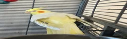 Cockatiels birds for sale: 2 female cockatiels in Gravesend - Advert 4