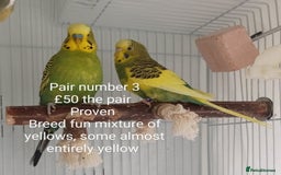 Budgerigars birds for sale: Budgies - babies, adults & pairs available/ - Image 7