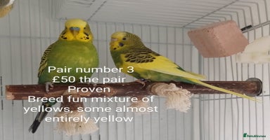 Budgerigars birds - Advert 9