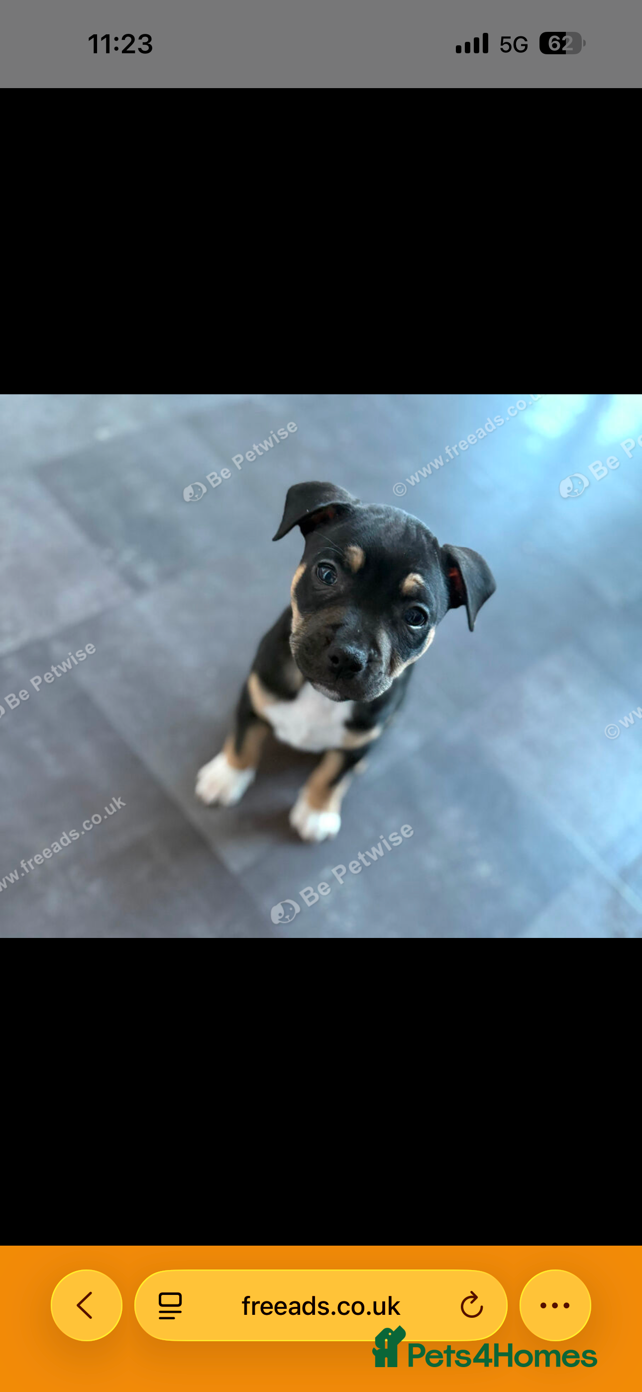 Mixed Breed dogs 9 week old staff x American bulldog - Advert 2