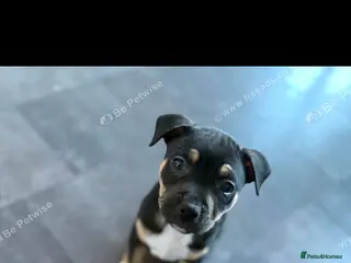 Mixed Breed dogs 9 week old staff x American bulldog - Advert 2