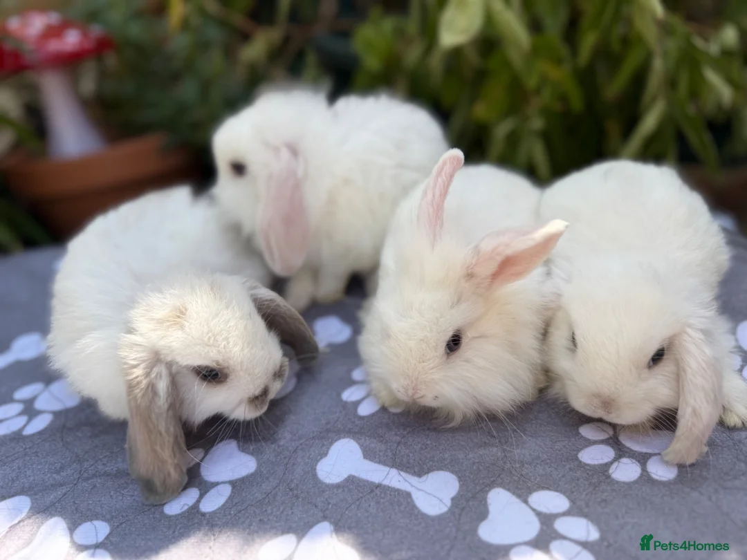 Mini Lop rabbits for sale: X8 baby Mini lop boys  - Advert 16