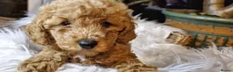 Cavapoo dogs for sale: Gorgeous little Cavapoo puppies  - Advert 5