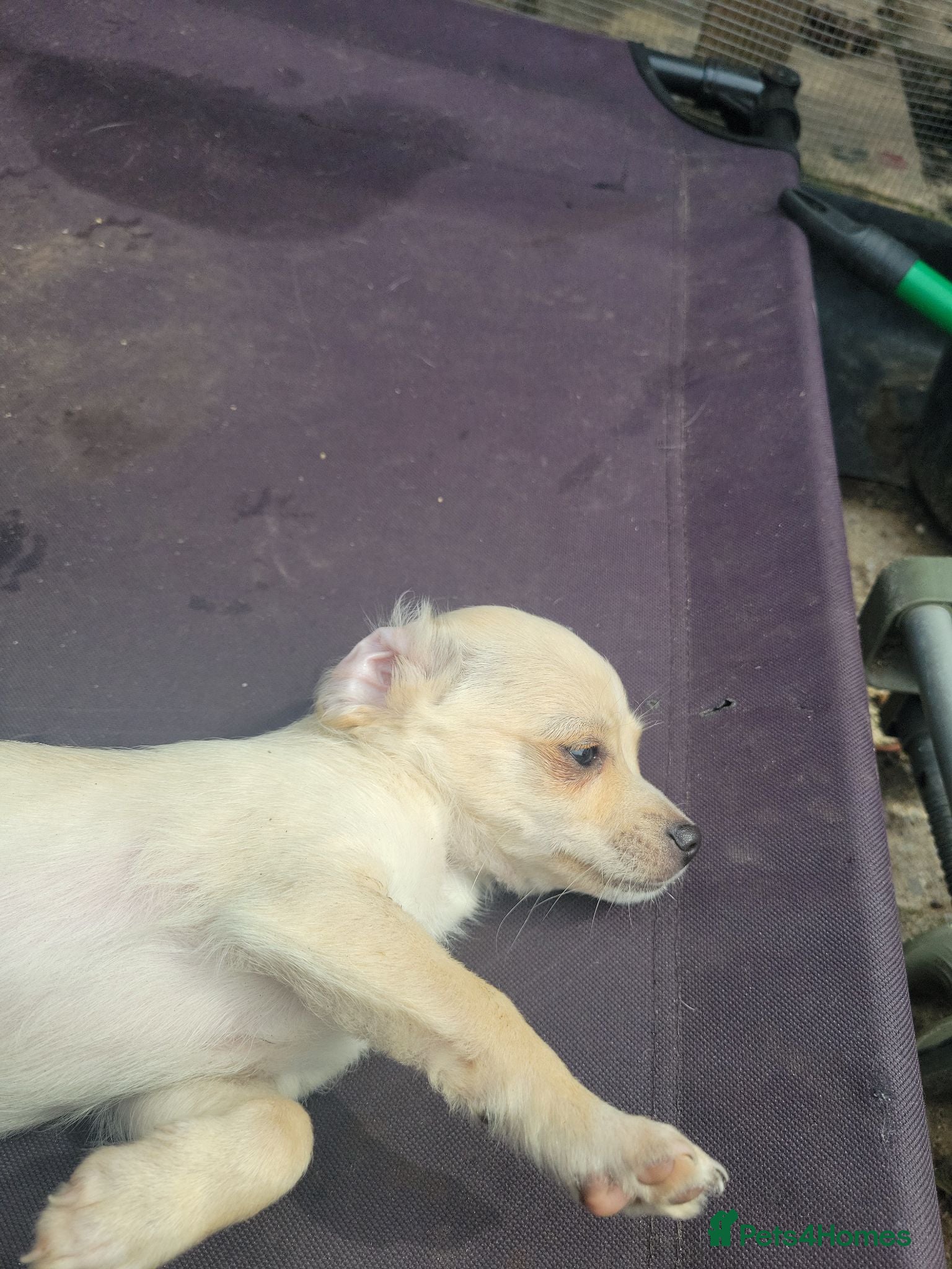 Chorkie dogs Last male - Advert 1