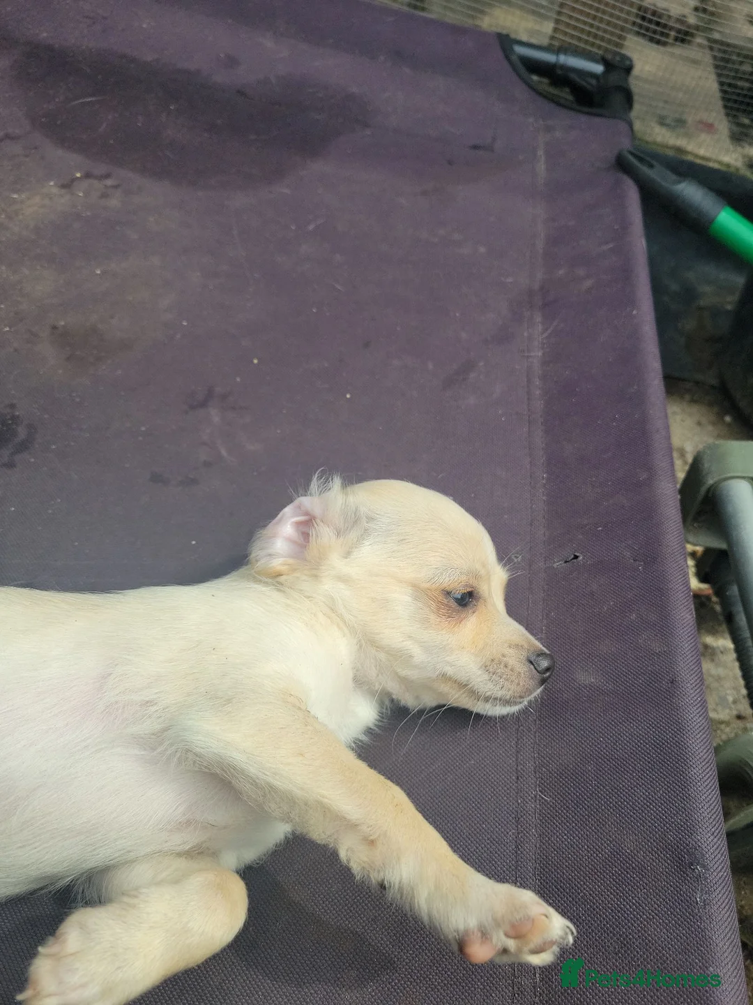 Chorkie dogs for sale: Last male - Advert 1