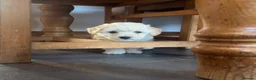 Mixed Breed dogs for sale: Cockapoochon Puppies in Lampeter - Advert 5