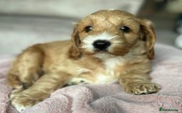 Cockapoo dogs for sale: 2 female cockapoos 7 weeks old - Image 3