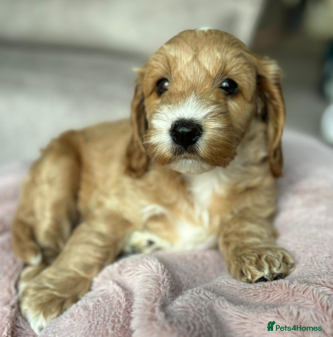 Cockapoo dogs for sale: 2 female cockapoos 7 weeks old - Image 3