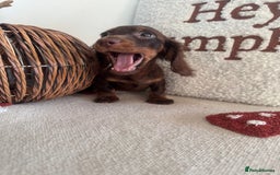 Miniature Dachshund dogs for sale: Long haired miniature dachshunds  - Image 4