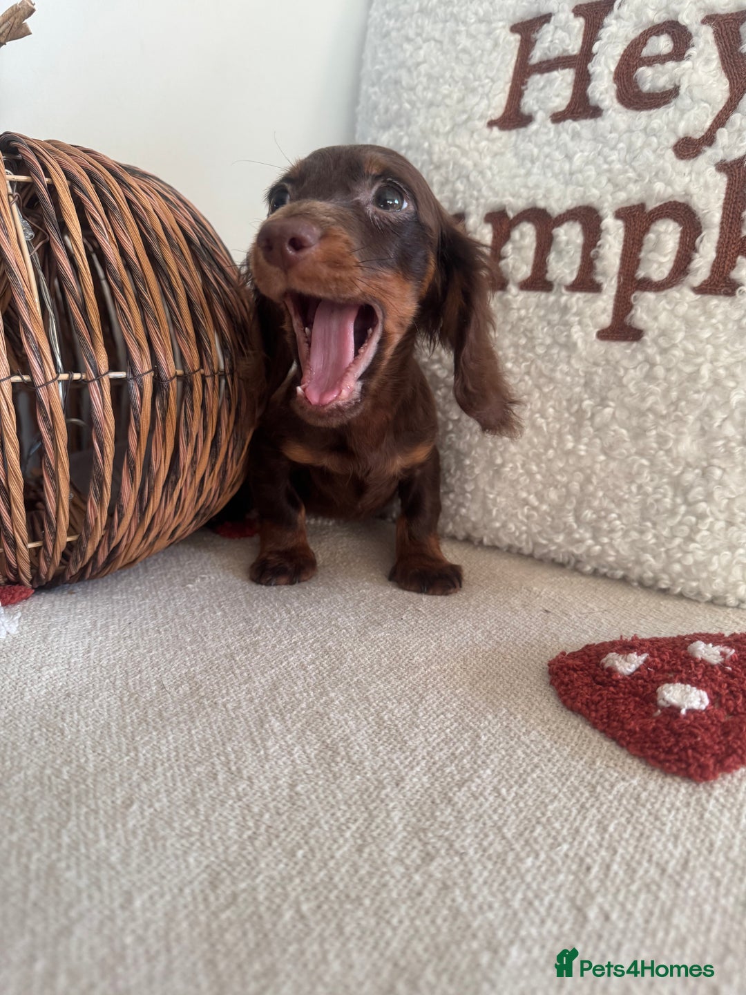 Miniature Dachshund dogs for sale: Long haired miniature dachshunds  - Image 4