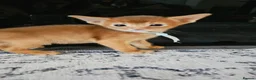 Abyssinian cats for sale: Abyssinian kittens for sale - Advert 18